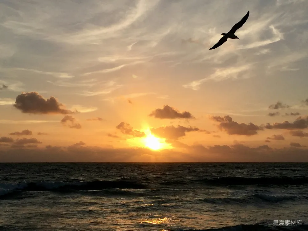 高清摄影 夕阳下一只鸟飞过海洋