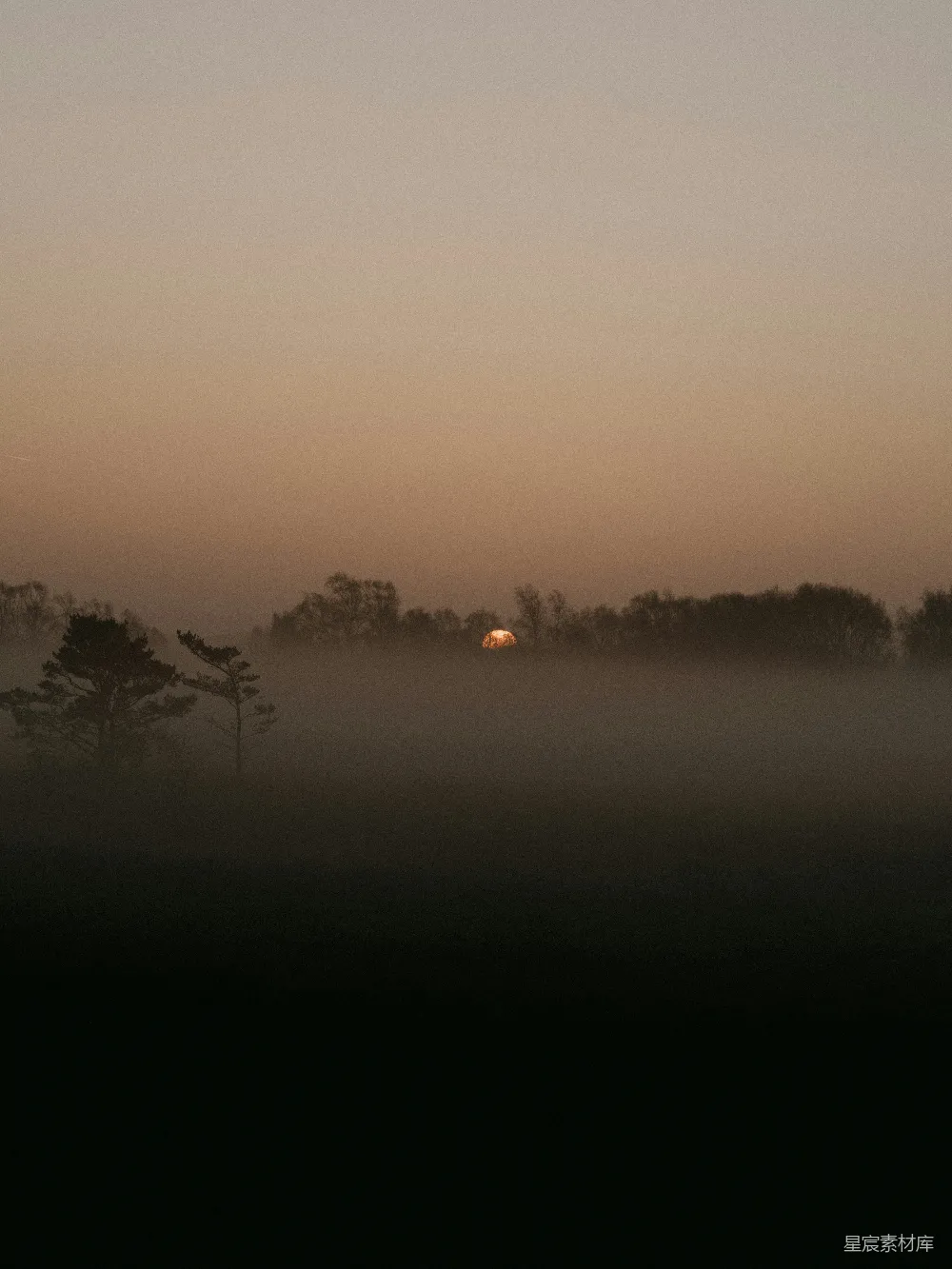 高清摄影 夕阳下的树影轮廓