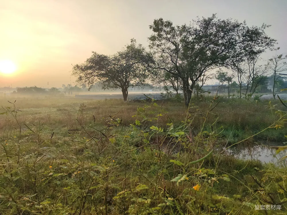 高清摄影 夕阳西下在一片草地上