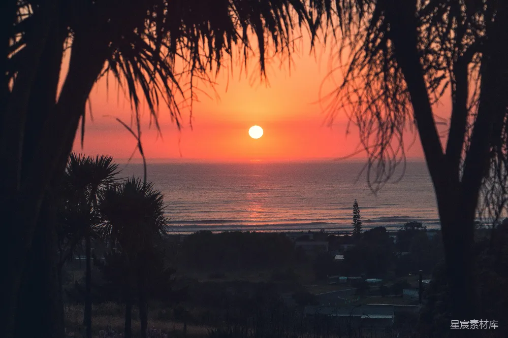 高清摄影 夕阳下棕榈树的轮廓靠近水面
