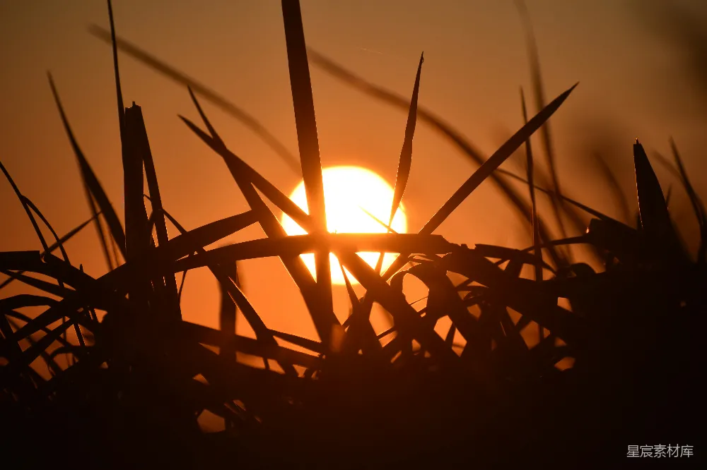 高清摄影 夕阳落在一些高草后面