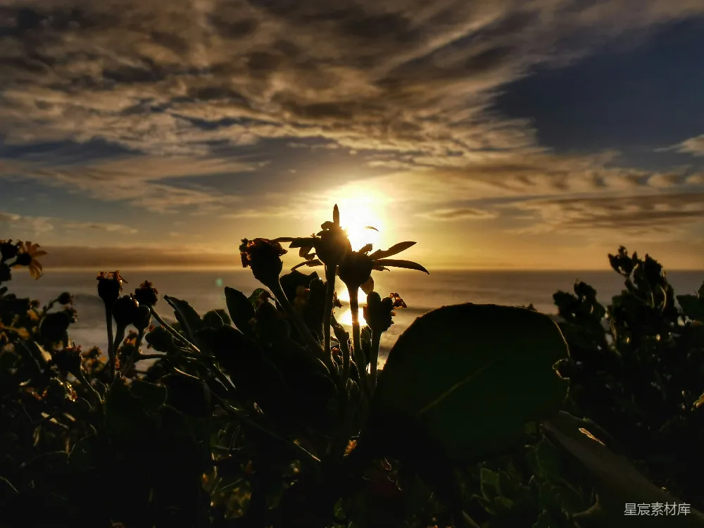 高清摄影 夕阳落下海边，花儿在 foreground 显眼处。