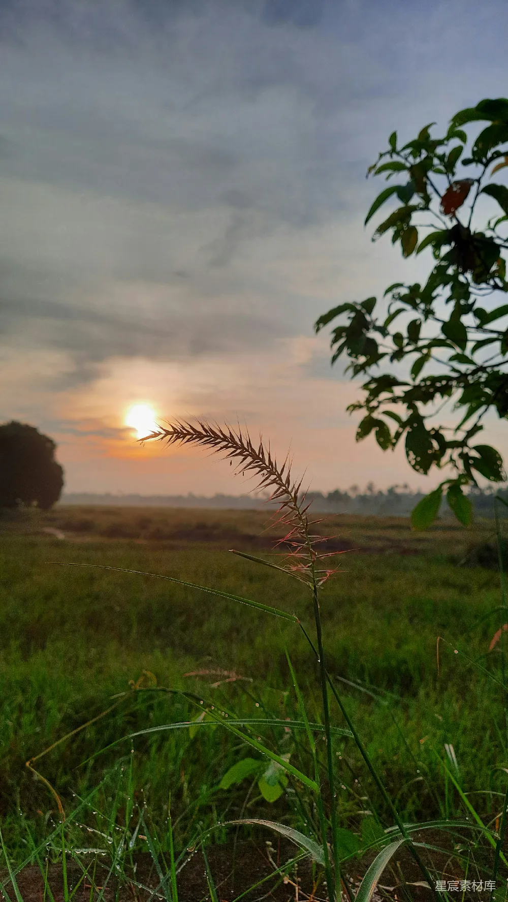 高清摄影 夕阳西下，落在一片草地上。