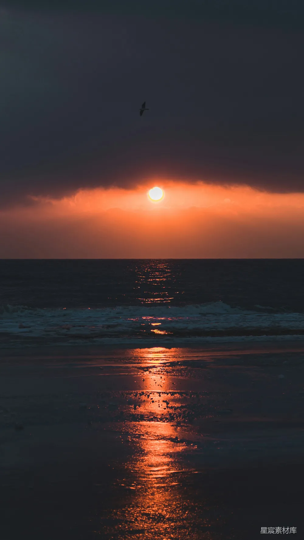 高清摄影 夕阳下飞翔于海洋上的鸟儿