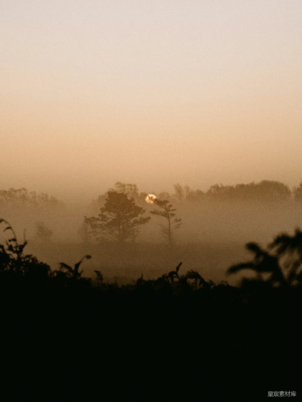 高清摄影 夕阳下的树影轮廓