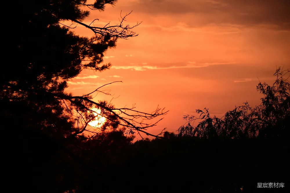 高清摄影 夕阳下的树影轮廓