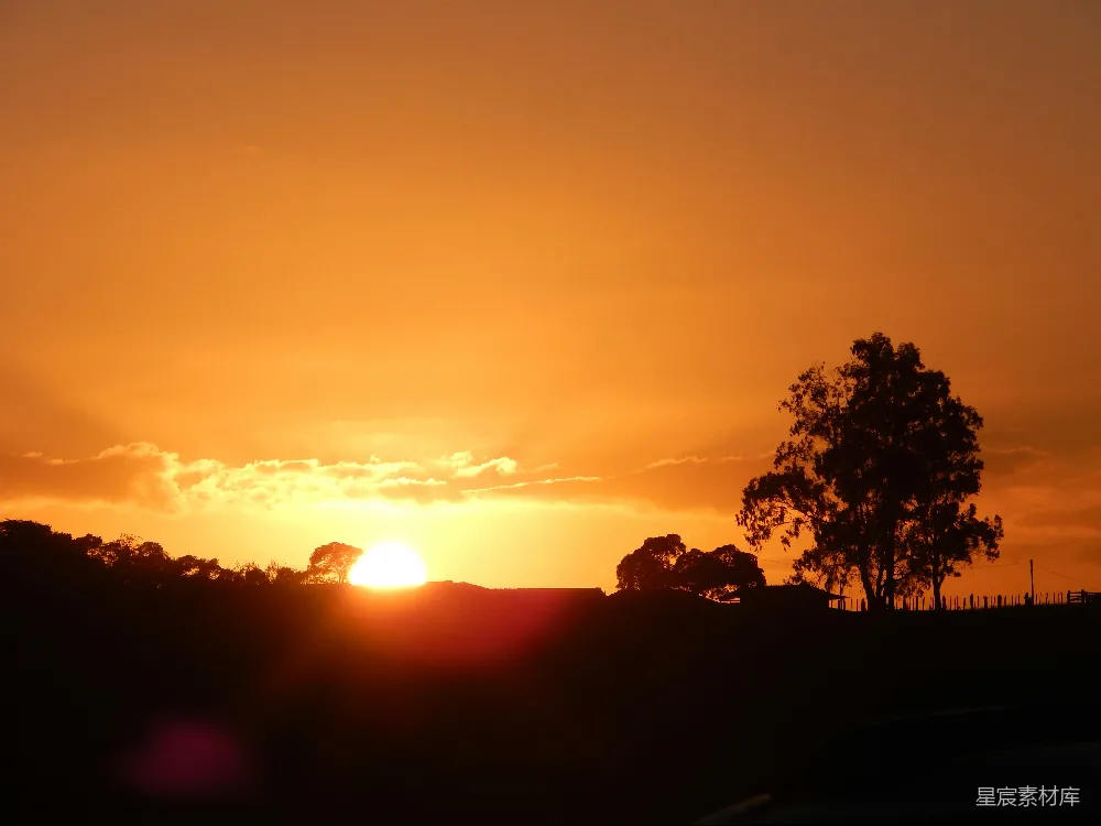高清摄影 夕阳下的树影轮廓
