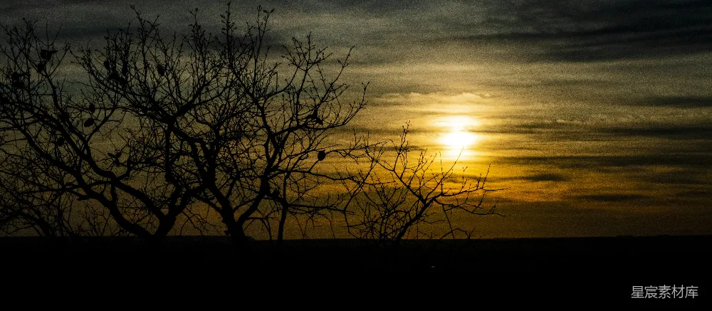 高清摄影 树后的一抹夕阳