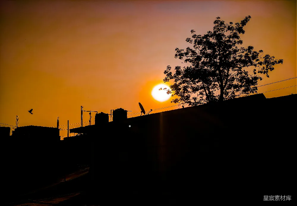高清摄影 夕阳下的树影轮廓