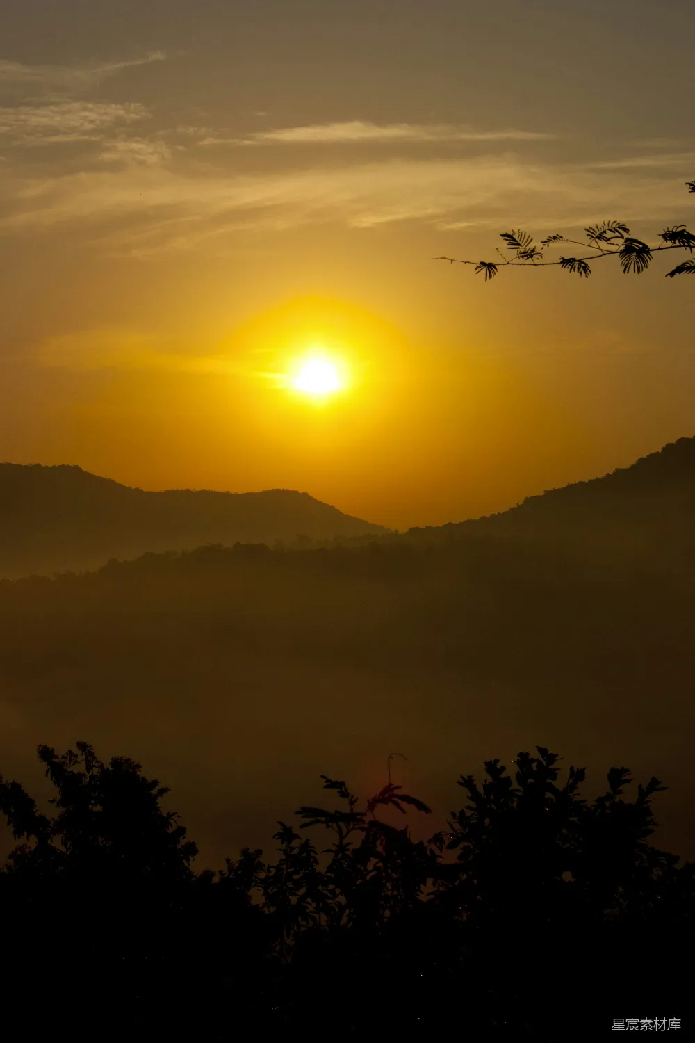 高清摄影 夕阳下的树影轮廓
