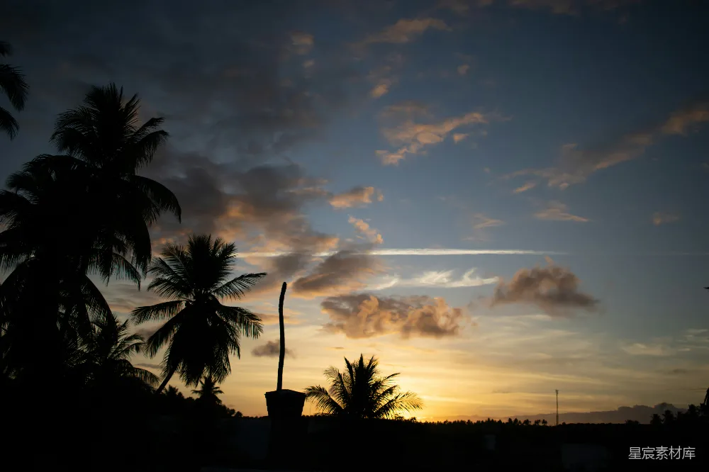 高清摄影 夕阳下的棕榈树