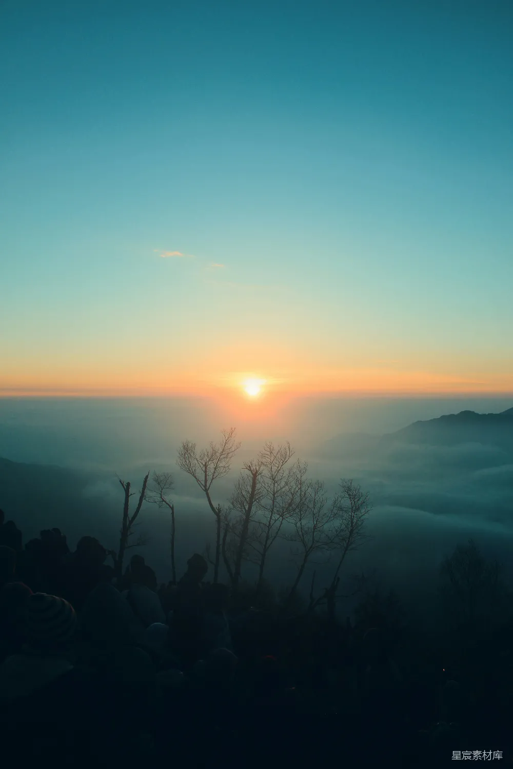 高清摄影 夕阳下的树影轮廓