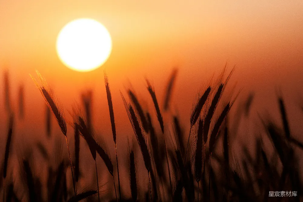高清摄影 夕阳落在一片高高的草地上
