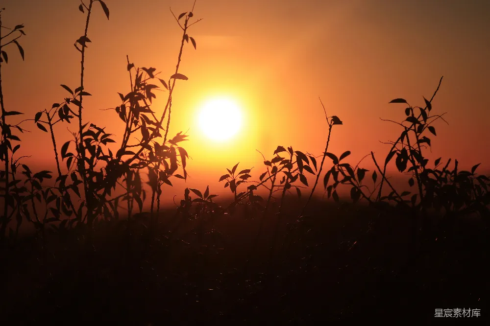 高清摄影  夕阳落在一片植物田上