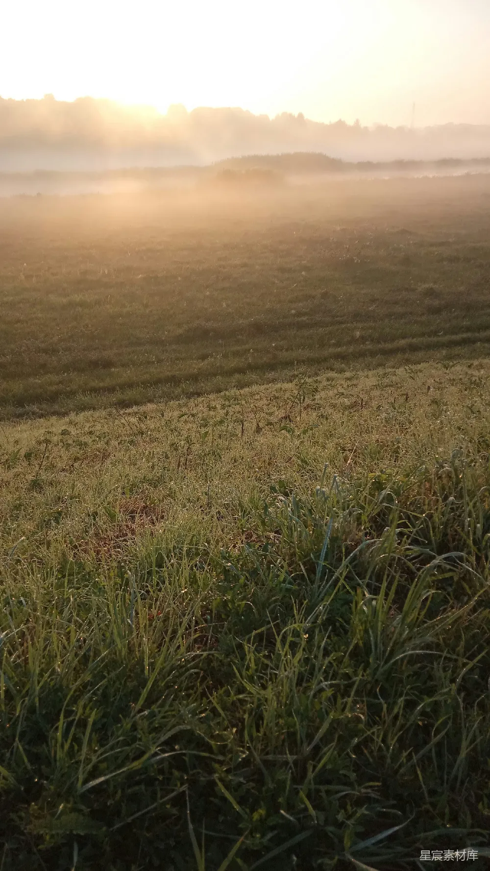 高清摄影  夕阳下的绿草 fields