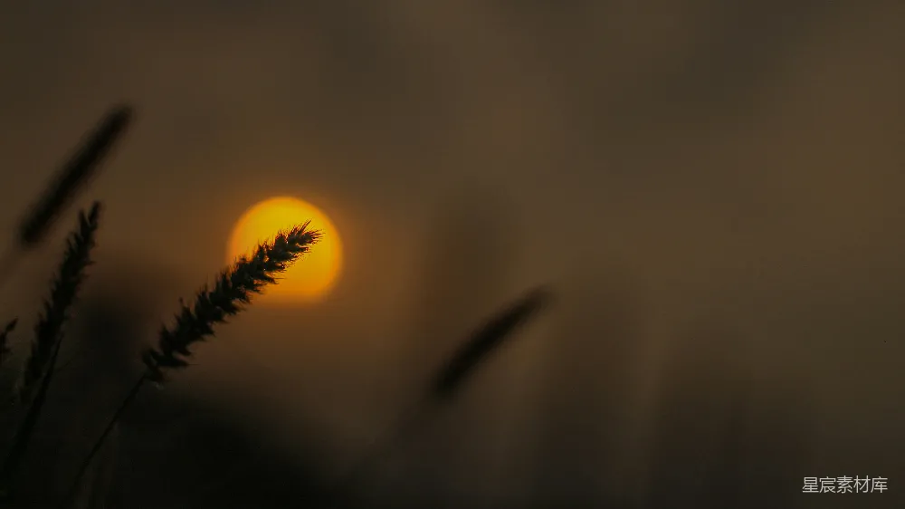 高清摄影 夕阳正在一些草后落下