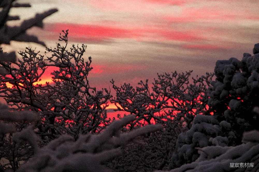 高清摄影 夕阳落在覆盖着白雪的树梢后面