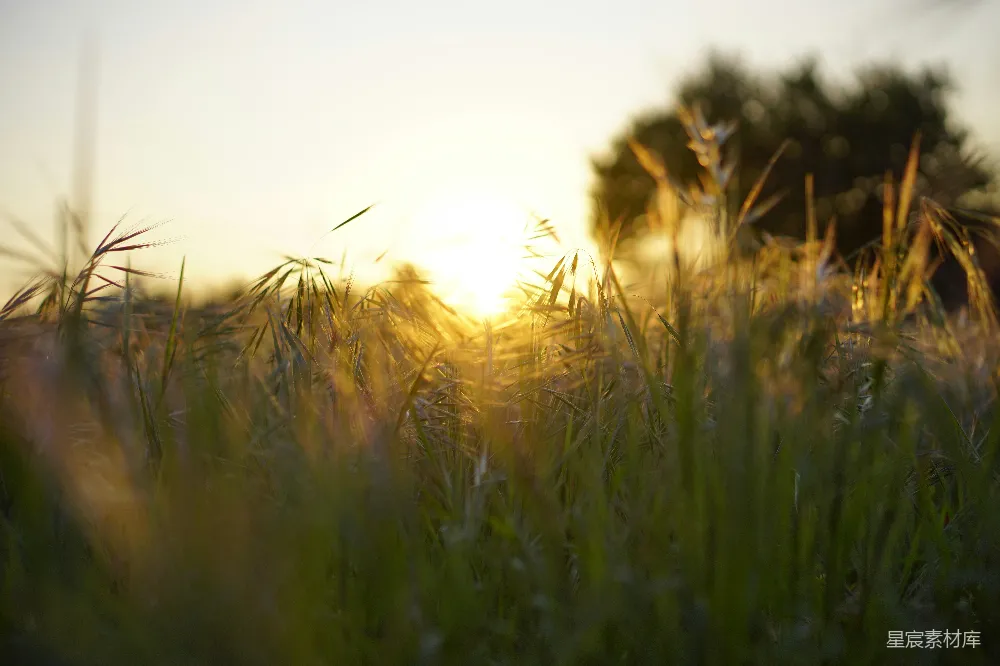高清摄影  夕阳下的绿草地
