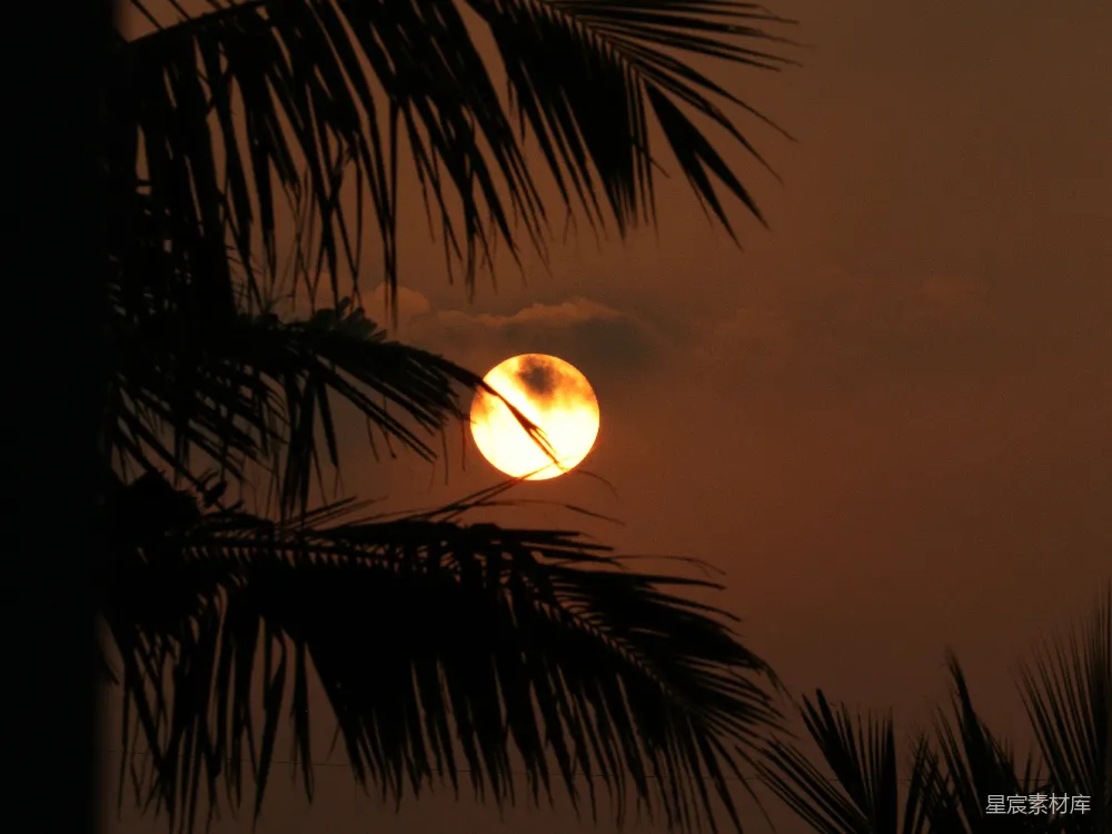 高清摄影 夕阳落在了一棵棕榈树后