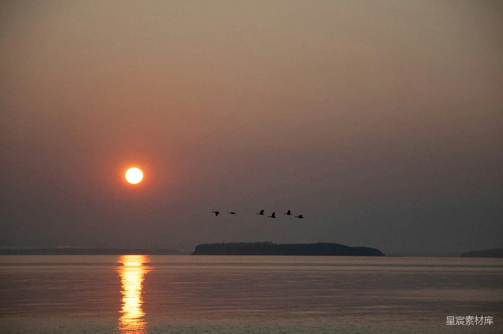 高清摄影 夕阳下海面上鸟的剪影