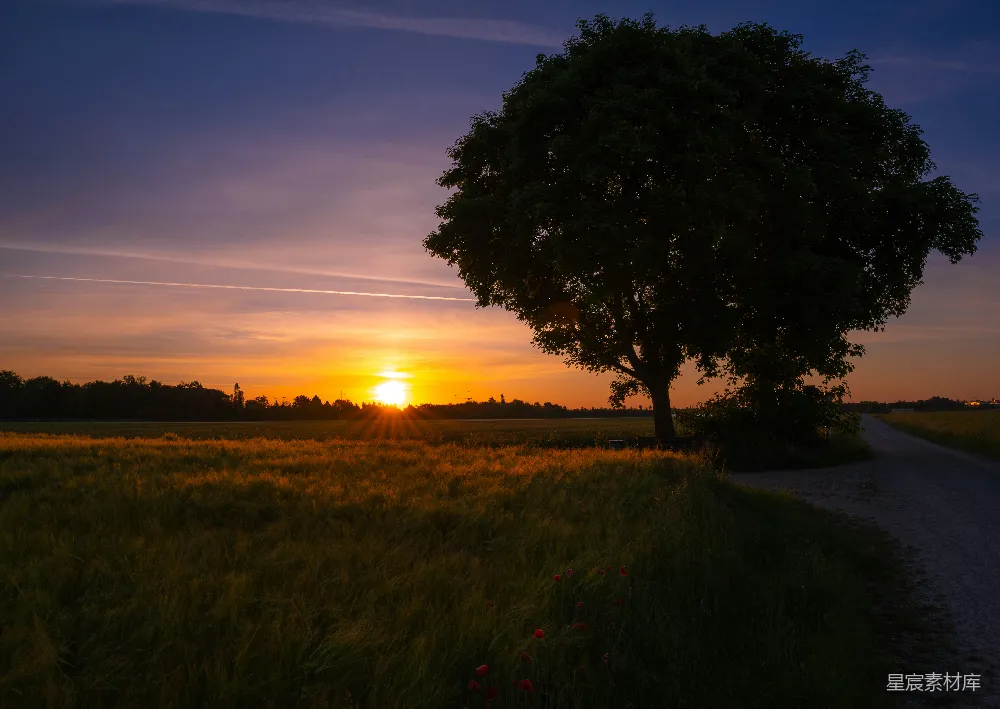 高清摄影 夕阳西下，草地上一片金黄。