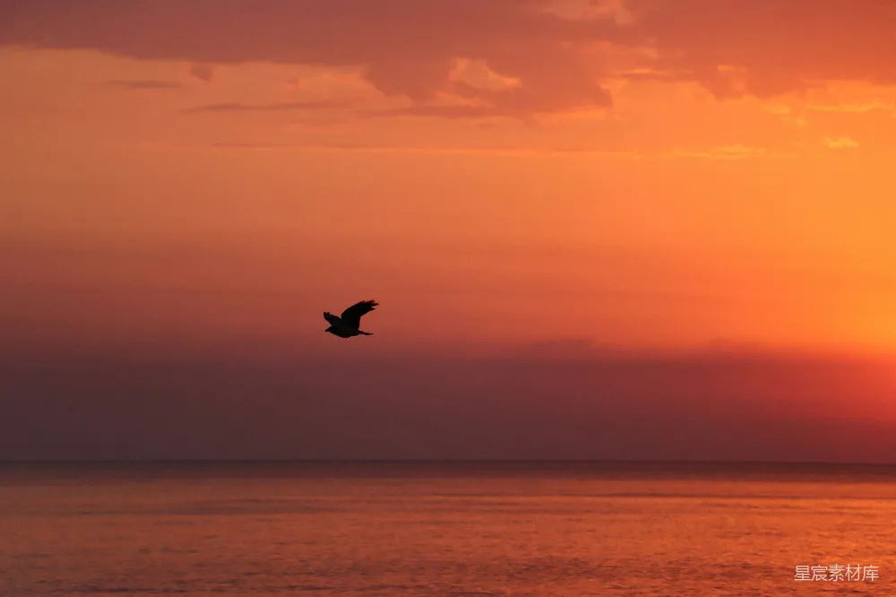 高清摄影 夕阳下一只鸟飞过海洋