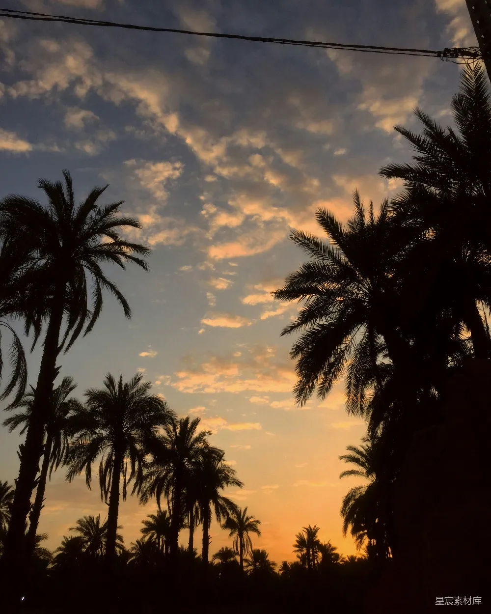 高清摄影 棕榈树在多彩的夕阳背景下轮廓分明