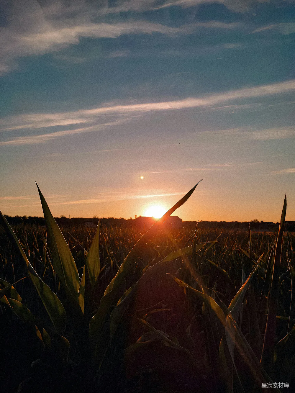 高清摄影 夕阳西下，落在一片玉米地里。