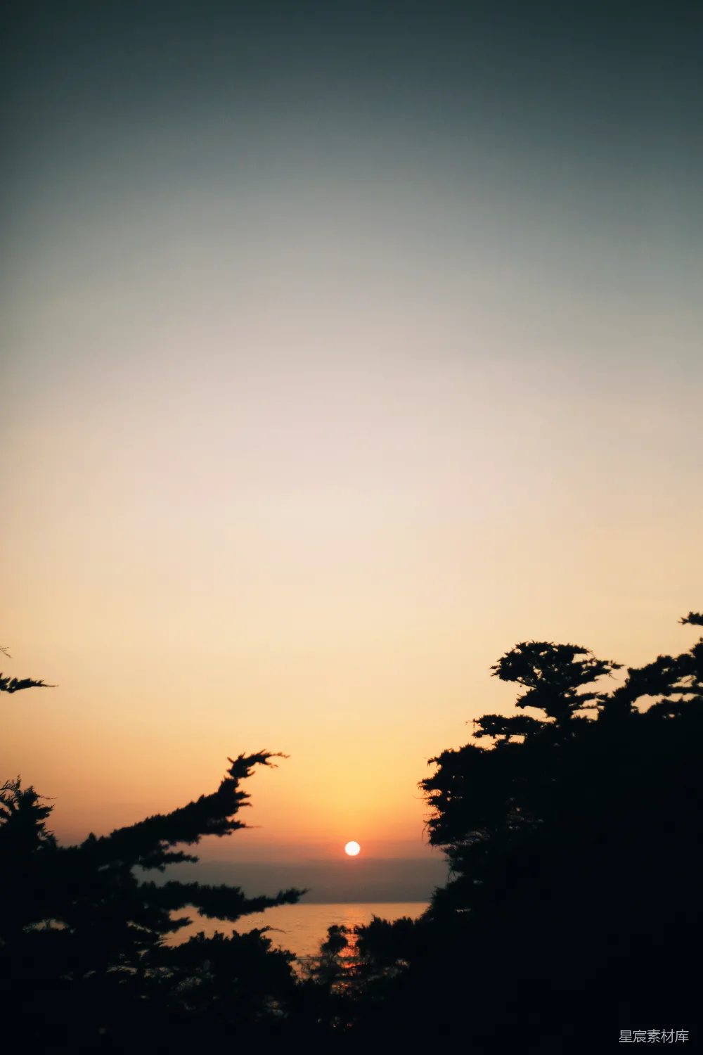 高清摄影 夕阳下的树影轮廓
