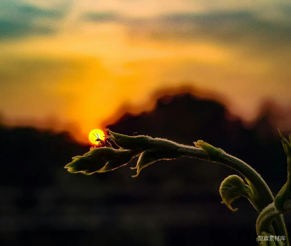 高清摄影 前景中的植物背后是落日