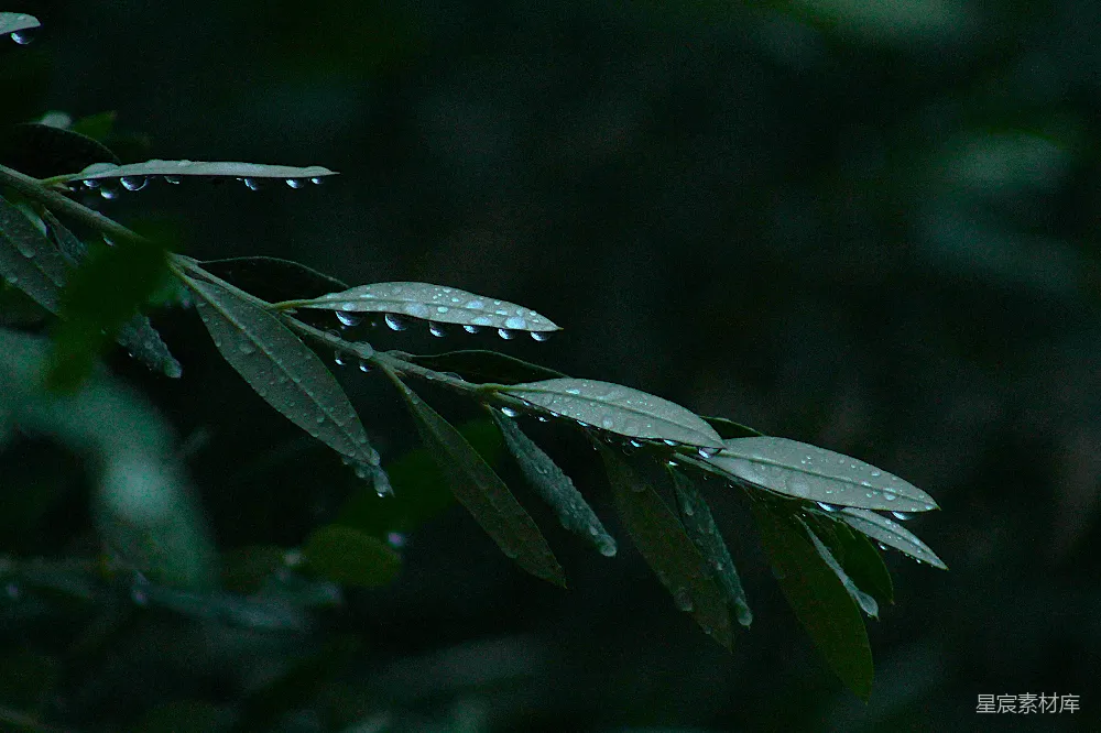 高清摄影 森林深处橄榄树叶子上的露珠