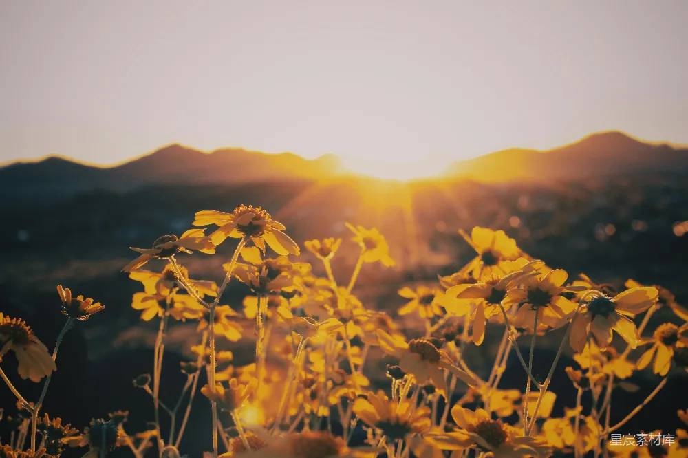 高清摄影 夕阳下的黄色花田