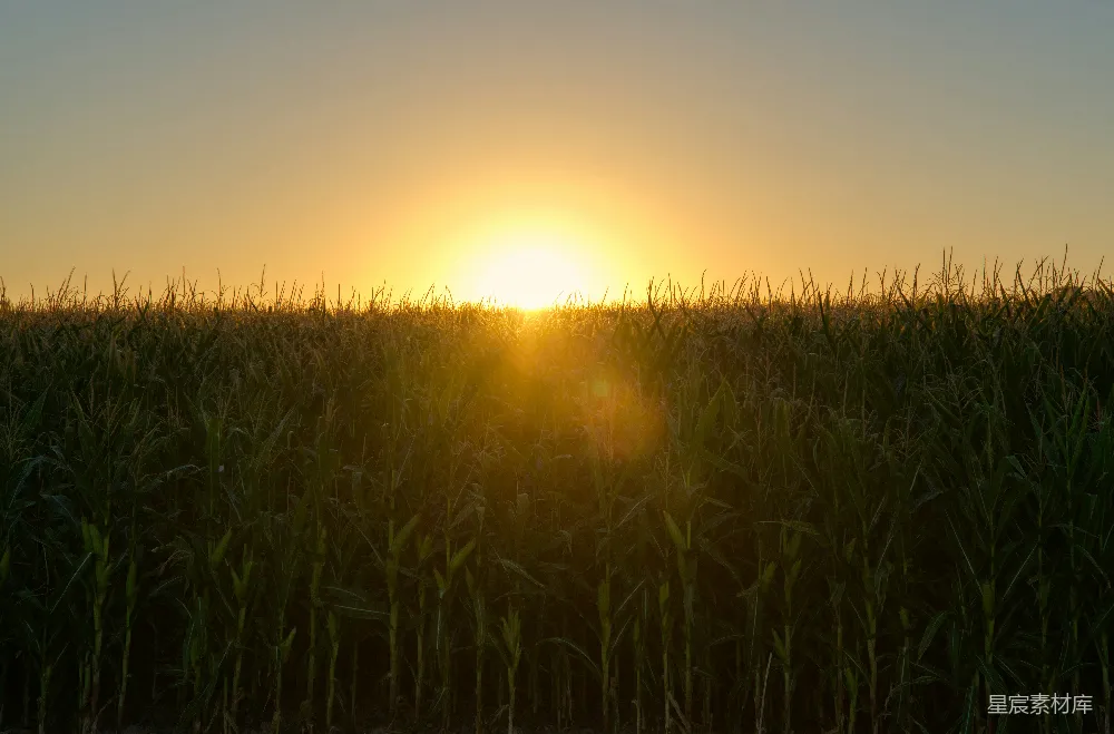 高清摄影 夕阳洒落在一片高高的草地上。