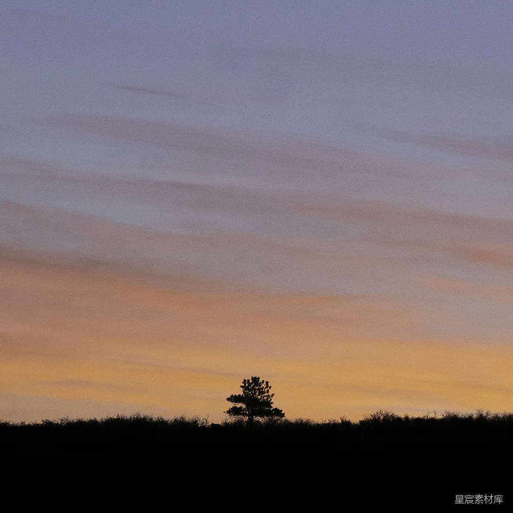 高清摄影 夕阳下的树影轮廓