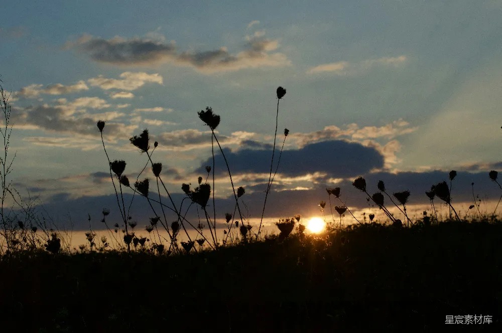 高清摄影 夕阳下的植物轮廓