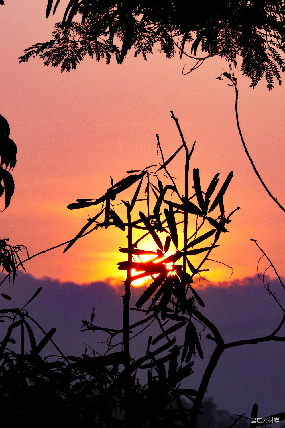 高清摄影 夕阳落在一棵树的枝桠后面
