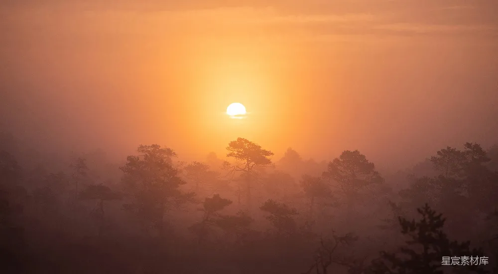 高清摄影 树影下的夕阳