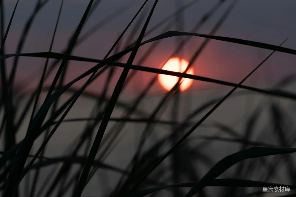 高清摄影 夕阳落在一些高高的草后面