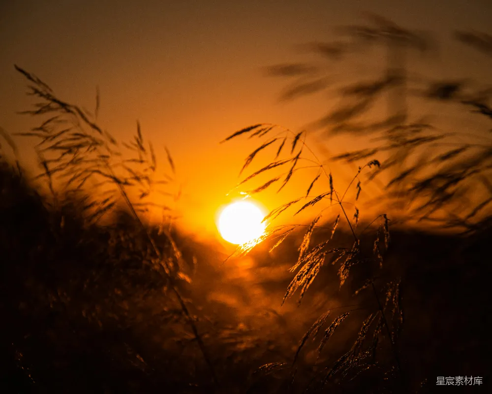 高清摄影 夕阳落在一些树后