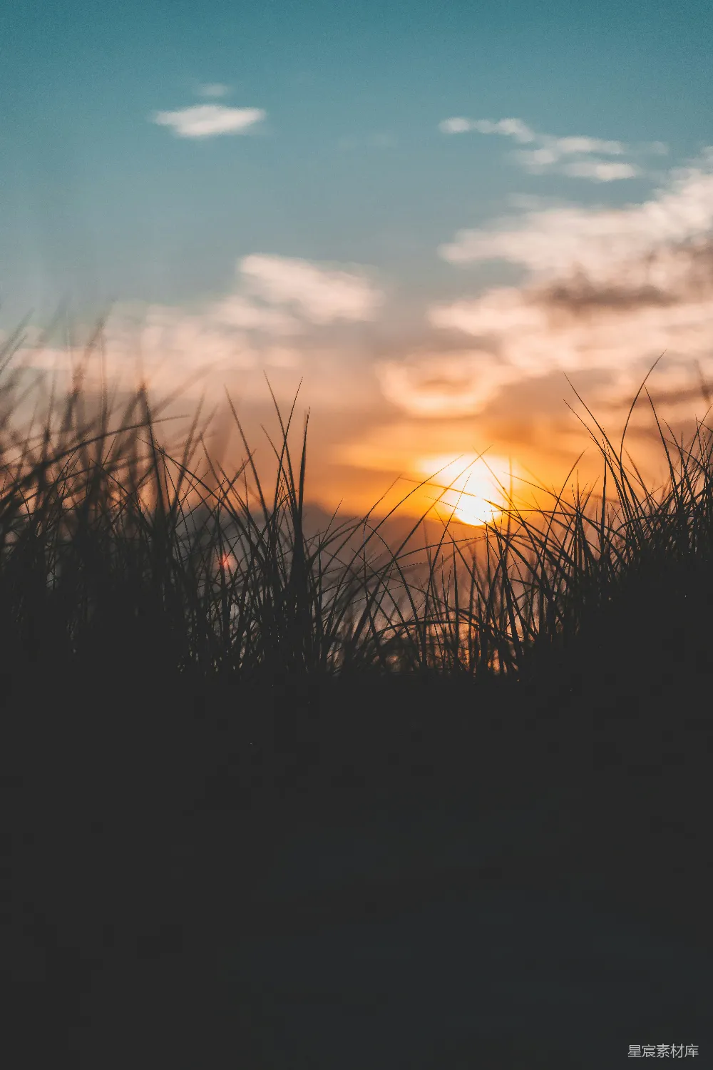 高清摄影 夕阳落在一些高草后面