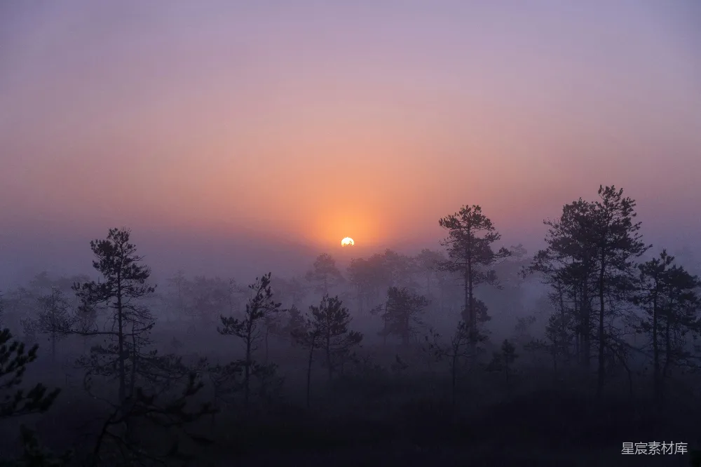 高清摄影 夕阳下的树影轮廓