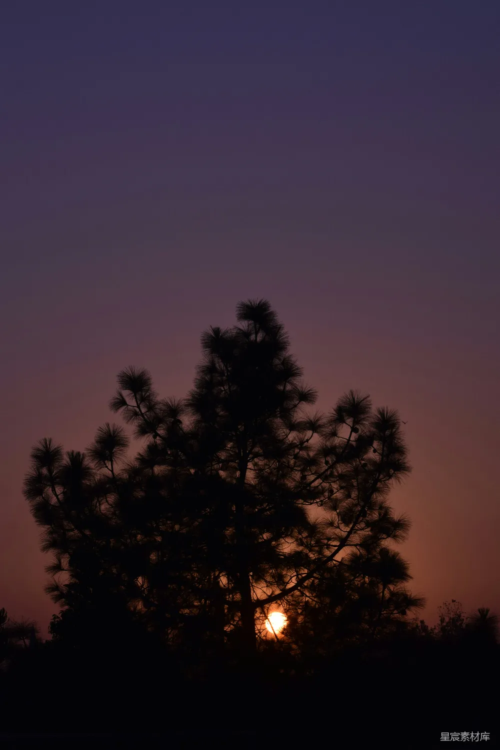 高清摄影 夕阳落在一棵树的轮廓背后