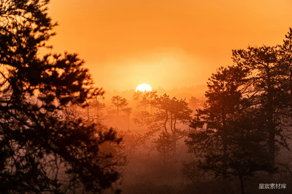 高清摄影 夕阳下的树影轮廓