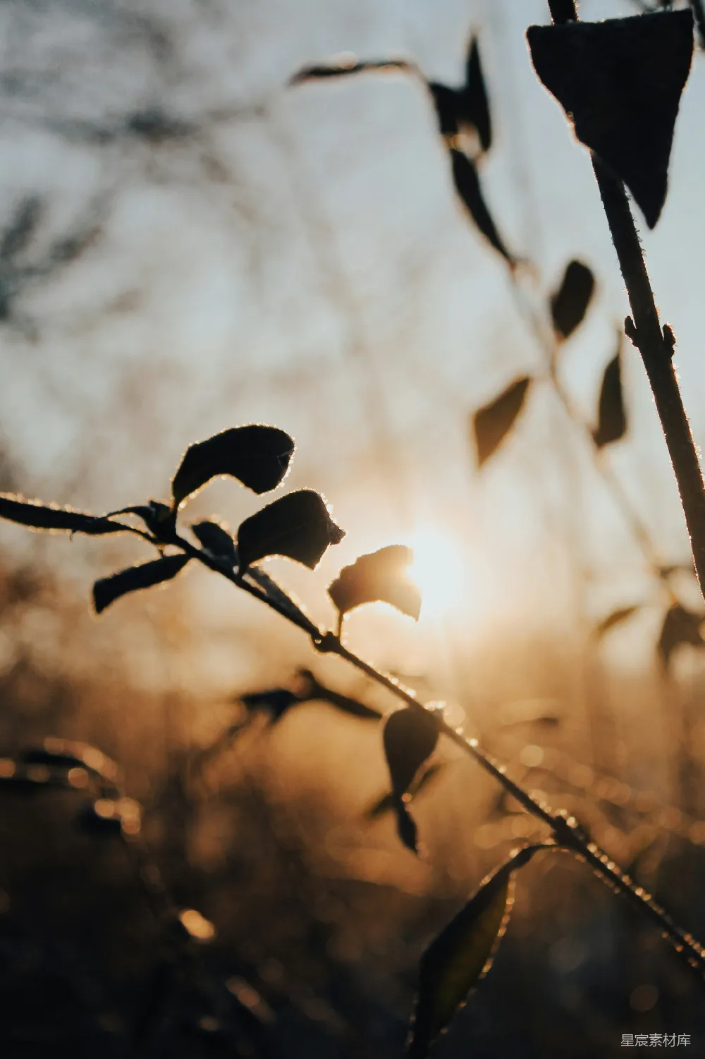 高清摄影 夕阳下的植物轮廓