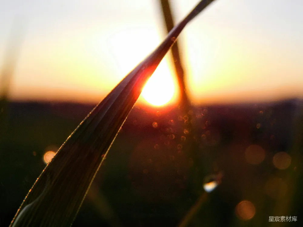 高清摄影 夕阳西下，草场上一片金黄。