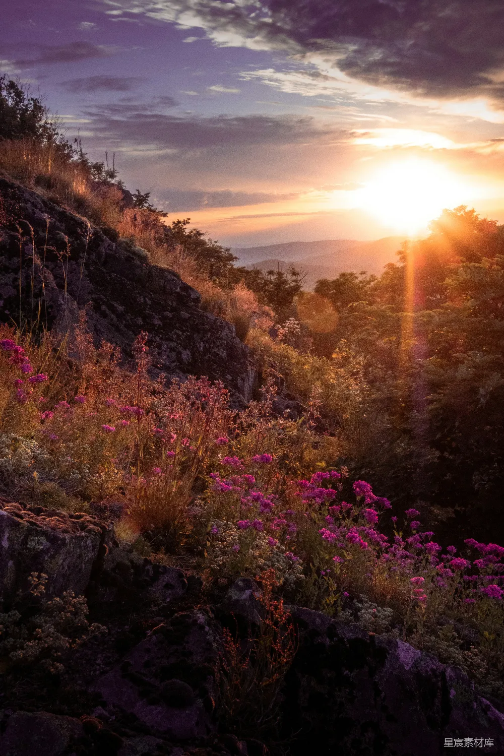 高清摄影 夕阳下的棕色岩石山上的粉色花朵