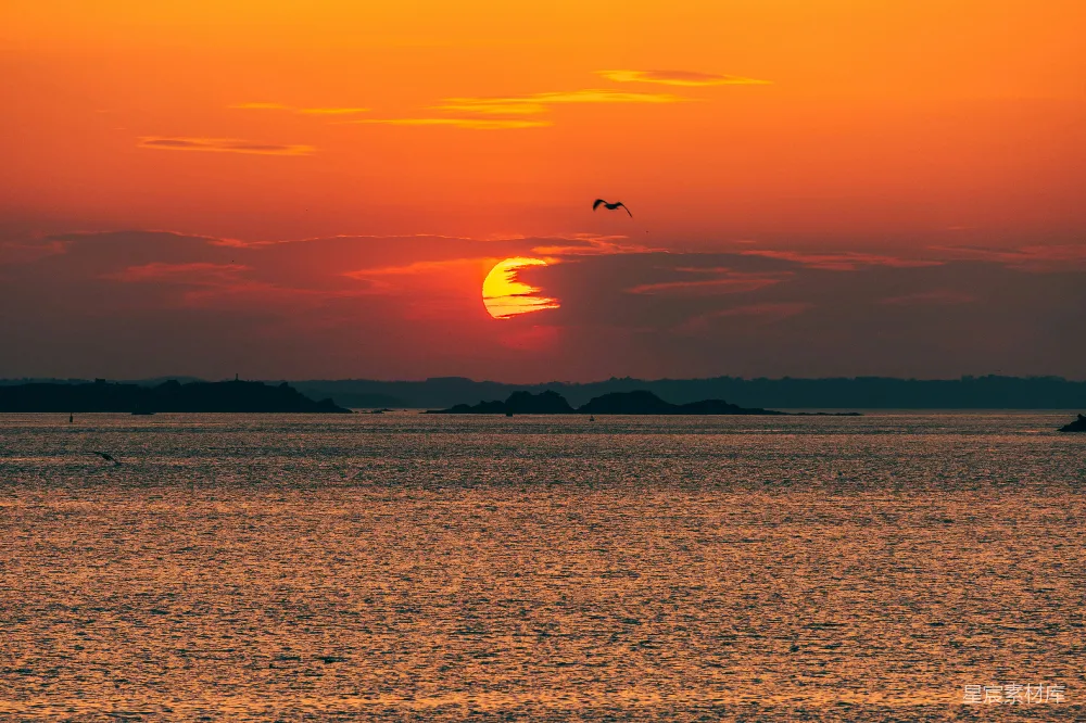 高清摄影 一只鸟飞过海滩