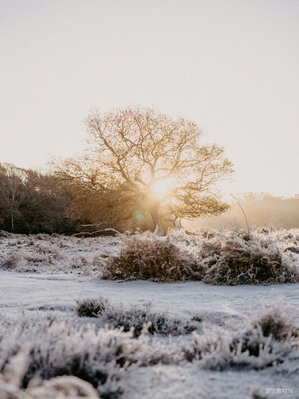 高清摄影 一片覆盖着白雪的田野，在背景中有一棵树。