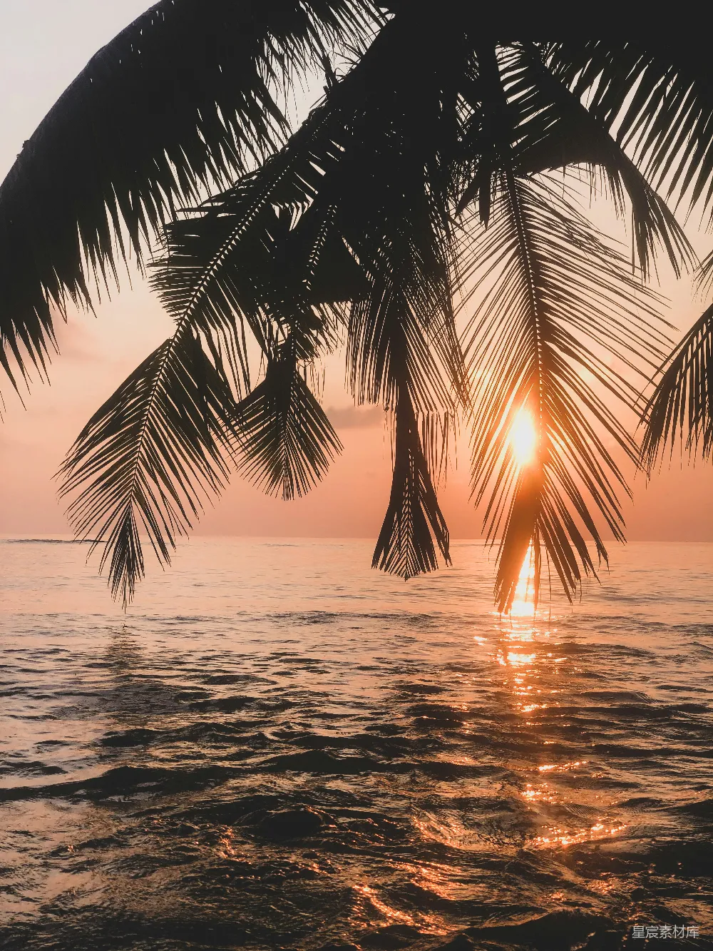 高清摄影 夕阳下近水旁的棕榈树