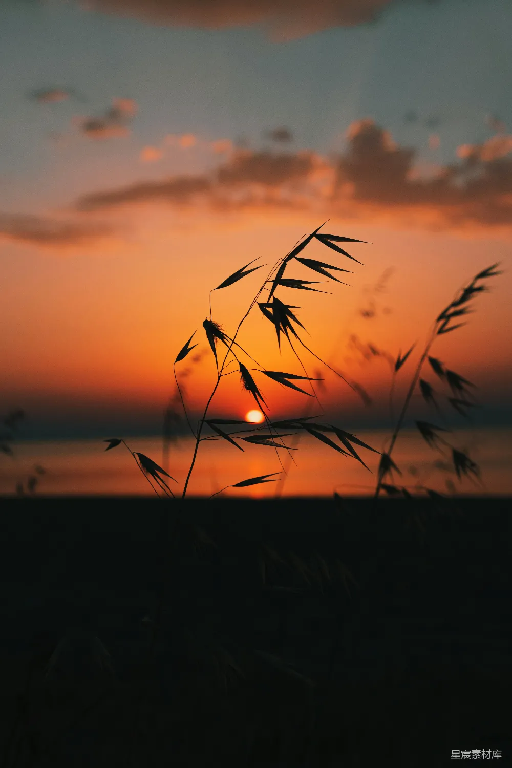 高清摄影 夕阳下草的轮廓
